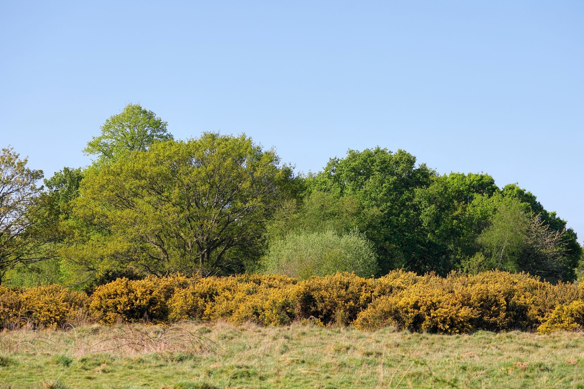 Mitcham Area Guide Square Space Property