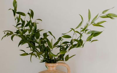 Plant in home